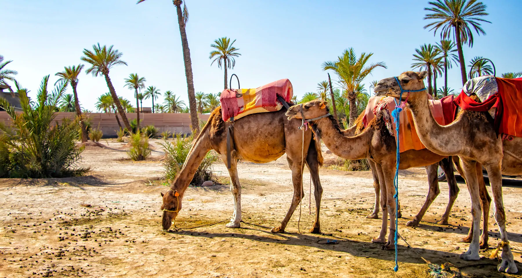 OntheRoadwithDan_Morocco-header